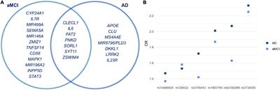 Identification of Genetic Networks Reveals Complex Associations and Risk Trajectory Linking Mild Cognitive Impairment to Alzheimer’s Disease